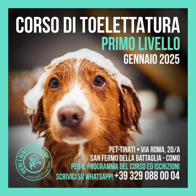 Il nostro corso di toelettatura di PRIMO LIVELLO  è stato studiato per coloro che vogliono cambiare carriera ed approcciarsi al mondo reale della toelettatura ma in modo graduale. Il corso e’ strutturato offrendo al corsista flessibilità’ nel completamento delle lezioni. Possibilità’ di tirocinio a norma al termine del corso. Questo corso e’ aperto anche a tutti i professionisti che già lavorano nel settore cinofilo ma che vogliono ampliare le proprie conoscenze riguardo il mondo dell’igiene di animali da compagnia. 

Per maggiori informazioni chiama o richiedi il programma completo tramite whatts app al 3290880004 🐾🛁🐩♥️

#corsiditoelettatura #primolivello #dogbath #doglover